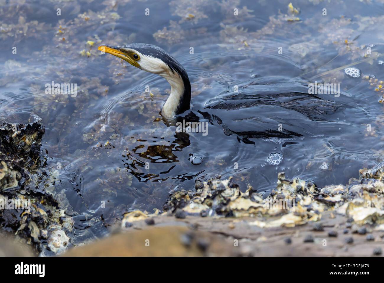 Gros plan sur Wet pied Cormorant dans Among Seaweed à Drifters Wharf, Gosford, Nouvelle-Galles du Sud, Australie Banque D'Images