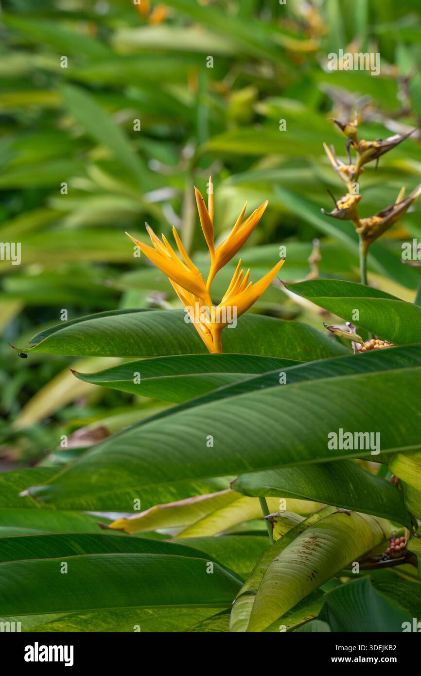Fleur jaune Heliconia Psittacorum fleurissant dans un jardin tropical luxuriant. Golden Torch Heliconia avec des feuilles vertes et une lumière naturelle douce Banque D'Images