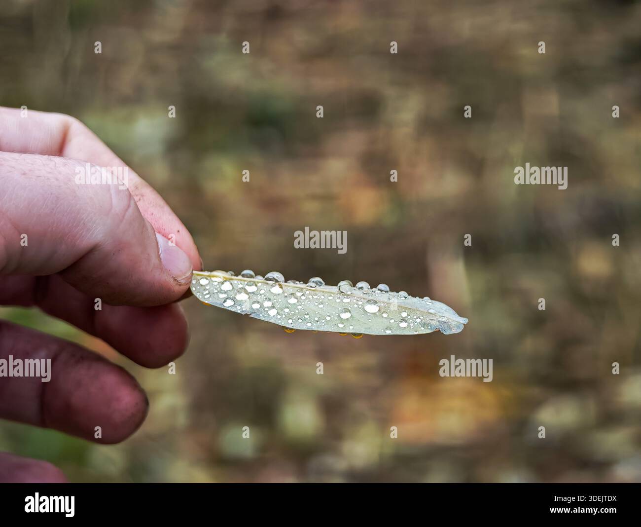 Personne tenant une petite feuille d'automne couverte de gouttes de pluie avec un fond de forêt flou. Banque D'Images