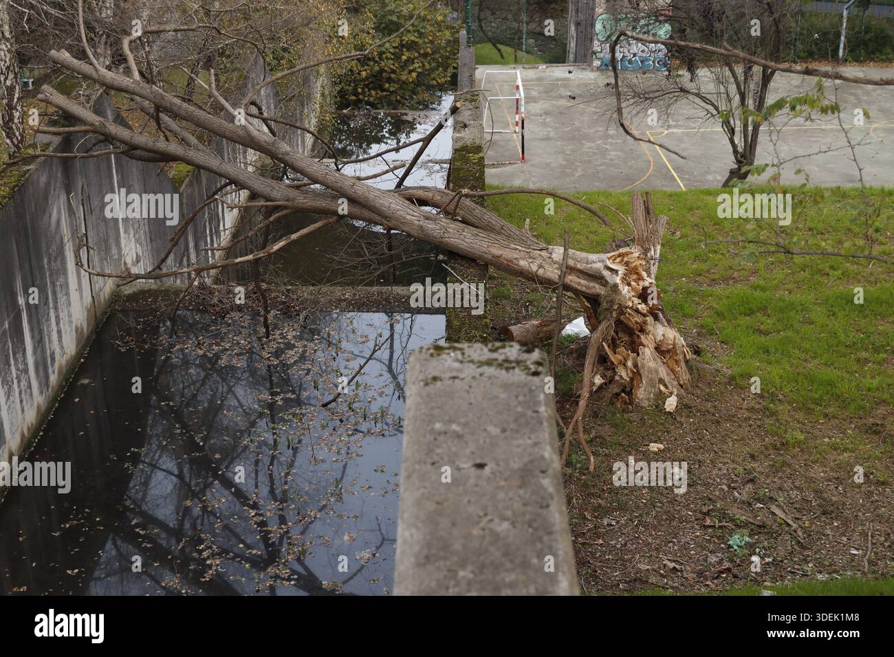 Arbre brisé après une tempête Banque D'Images