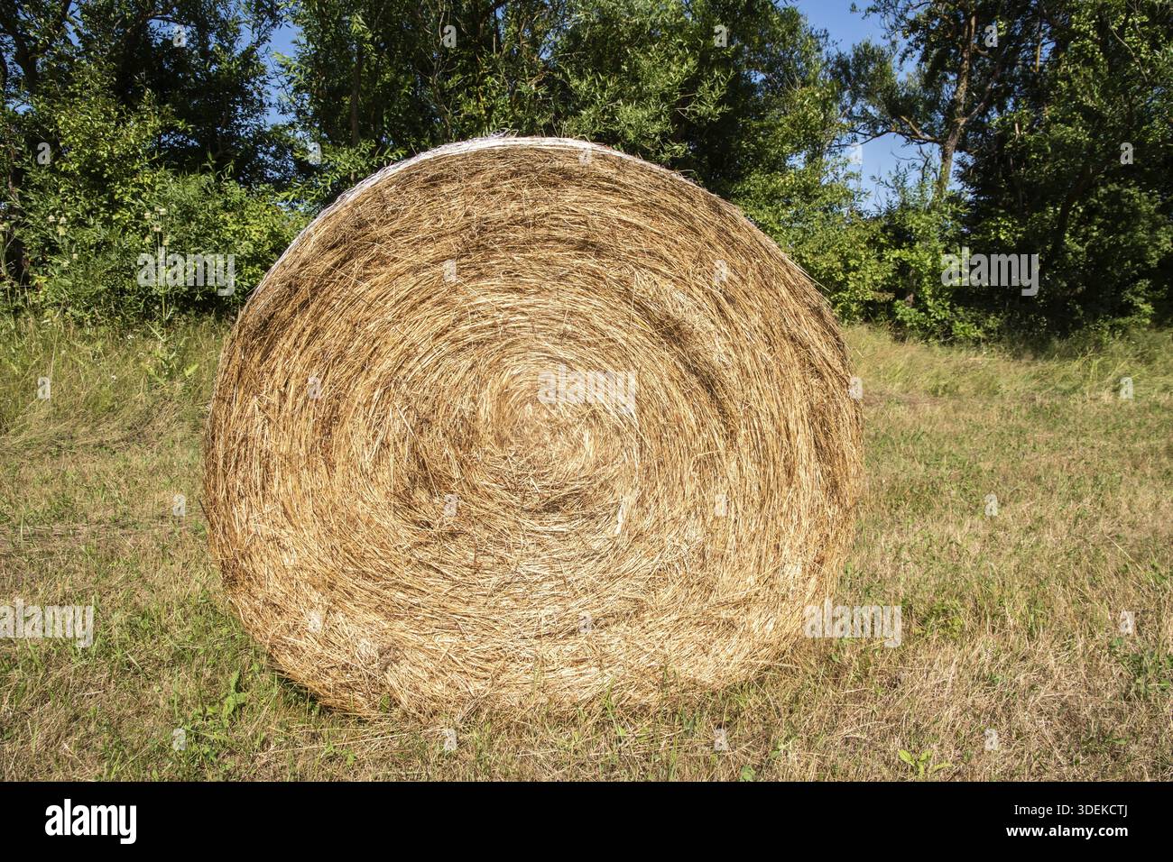 Foin mis en balles sur la campagne de prairie de montagne en gros plan le jour ensoleillé d'été Banque D'Images