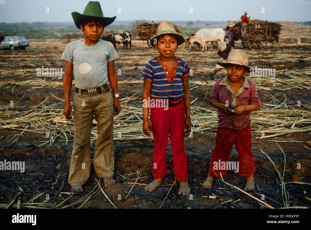 Les fils de travailleurs migrants des villages mayas du nord du Guatemala aident leurs pères à récolter la canne à sucre à Santa Lucia Co Banque D'Images