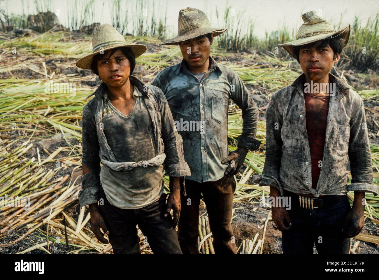 Des travailleurs migrants des villages mayas du nord du Guatemala travaillent pour amener la récolte de canne à sucre à Santa Lucia Cotzmumalaguapa dans le sou Banque D'Images