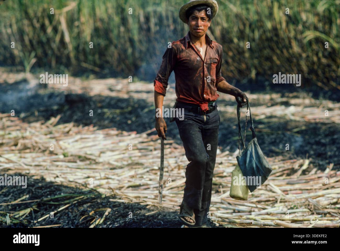 Des travailleurs migrants des villages mayas du nord du Guatemala travaillent pour amener la récolte de canne à sucre à Santa Lucia Cotzmumalaguapa dans le sou Banque D'Images
