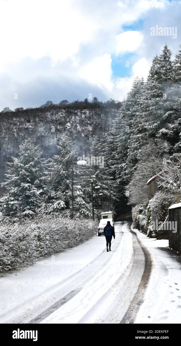 Personne marchant sur une voie étroite qui est couverte de neige avec des pins couverts de neige. Banque D'Images