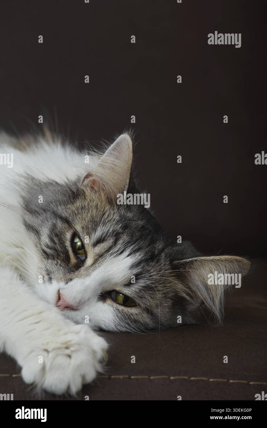 Triste chat moelleux allongé sur le canapé regardant de côté gros plan portrait Banque D'Images