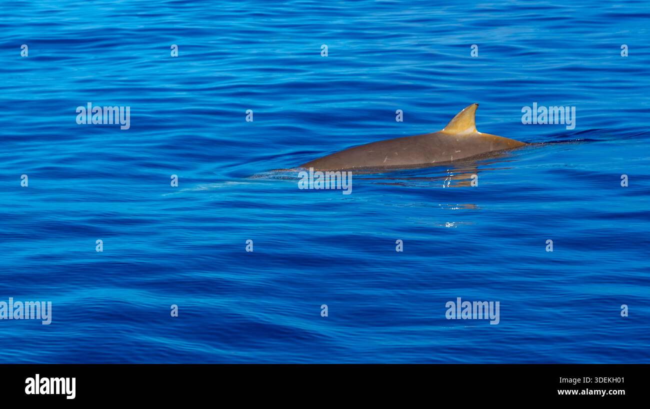 Dauphin bottllenose commun, Tursiops truncatus, observation de baleines, Madère, Portugal, Europe Banque D'Images