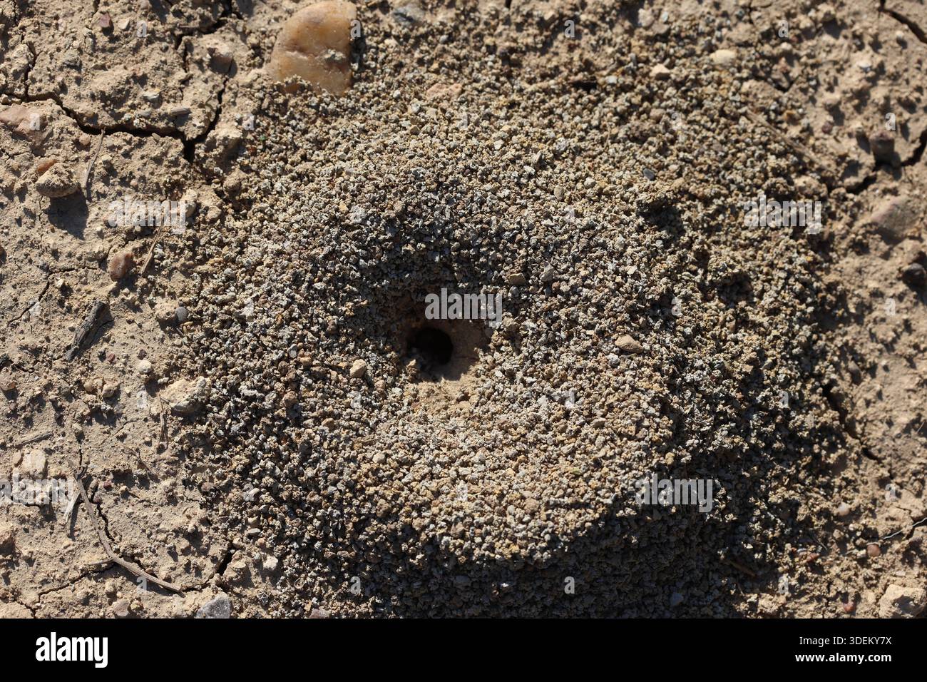 Vue de dessus des trous d'entrée de la colonie Ant Nest ou des fourmiliers Banque D'Images