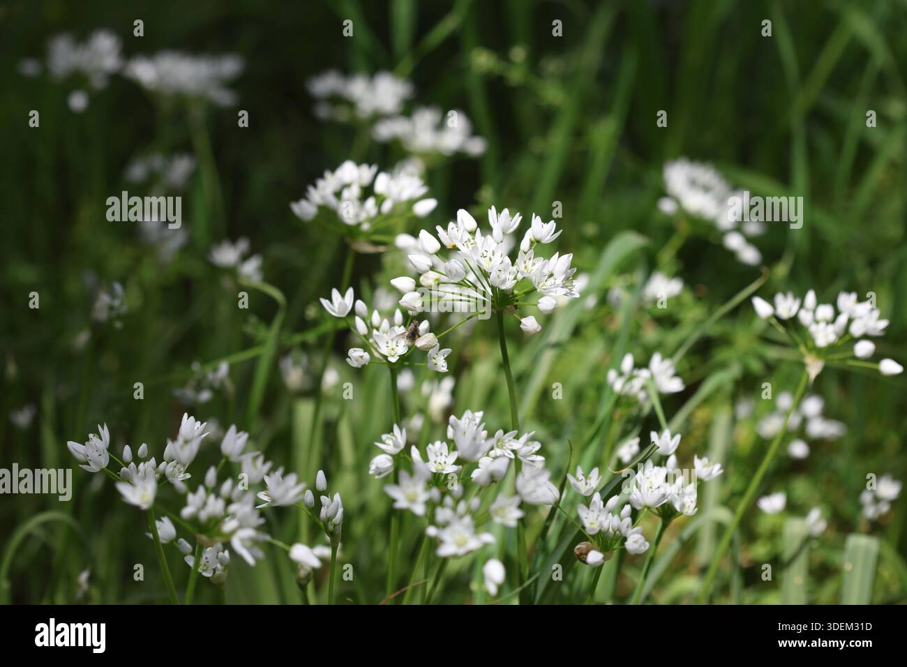 Fleurs blanches d'Allium neapolitanum Cirillo (ail napolitain) au printemps Banque D'Images