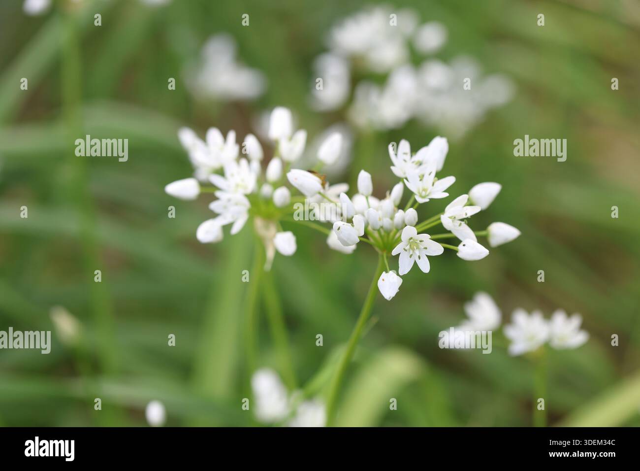 Fleurs blanches d'Allium neapolitanum Cirillo (ail napolitain) au printemps Banque D'Images
