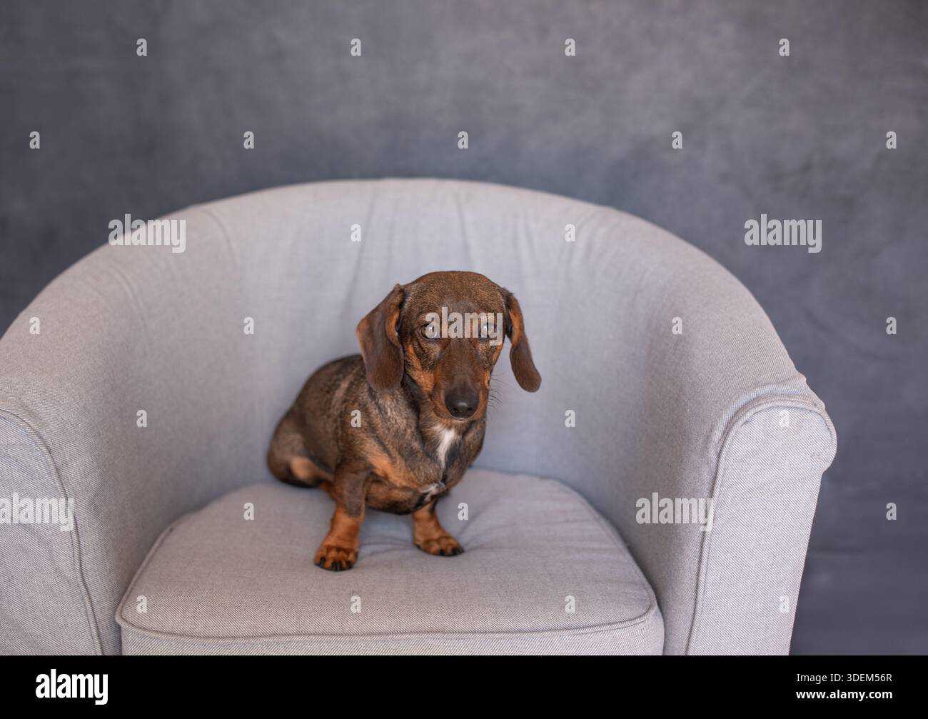Le chiot d'un teckel rouge est assis sur une chaise. Banque D'Images