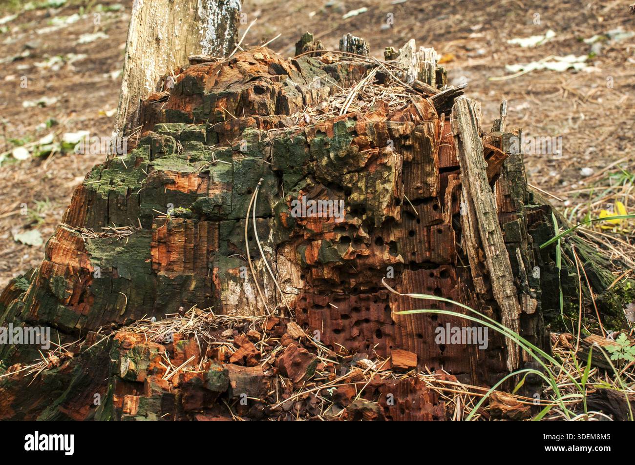 Tronc pourri humide en décomposition d'un grand arbre forestier en gros plan Banque D'Images
