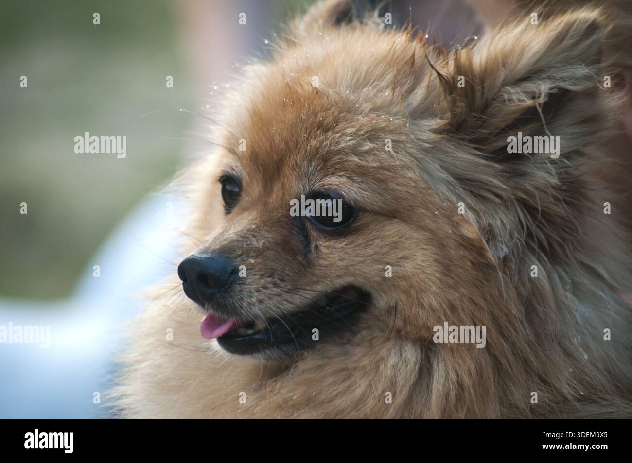 Tête de chien spitz allemand femelle poméranienne en gros plan Banque D'Images