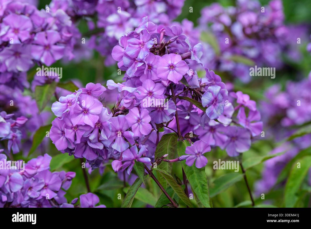 Phlox paniculata Blue Paradise, phlox Blue Paradise vivace, têtes arrondies de fleurs bleu-violet aux yeux foncés Banque D'Images