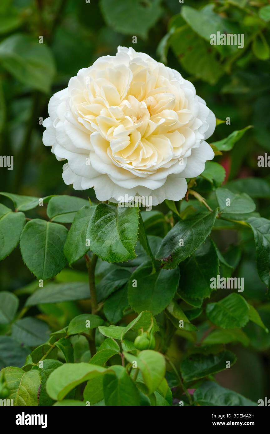 Rose tranquillité, rose Ausnoble, arbuste Rose, double rosette blanche fleurs en été Banque D'Images