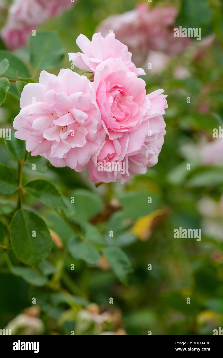 Rosa Bonica Meidomonac, rose Bonica 82, semi-double, fleurs roses Banque D'Images