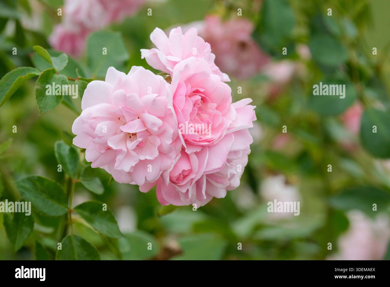 Rosa Bonica Meidomonac, rose Bonica 82, semi-double, fleurs roses Banque D'Images