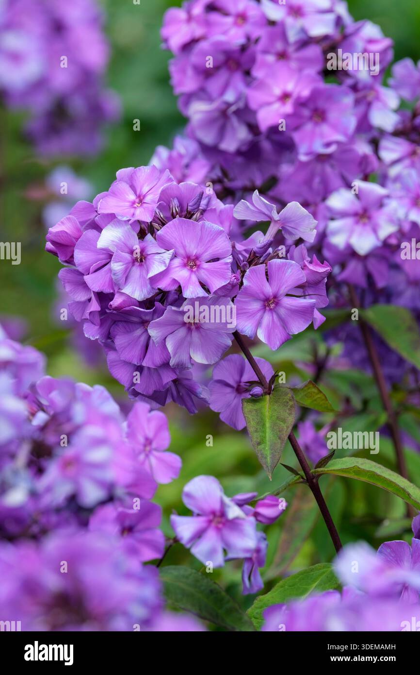 Phlox paniculata Blue Paradise, phlox Blue Paradise vivace, têtes arrondies de fleurs bleu-violet aux yeux foncés Banque D'Images