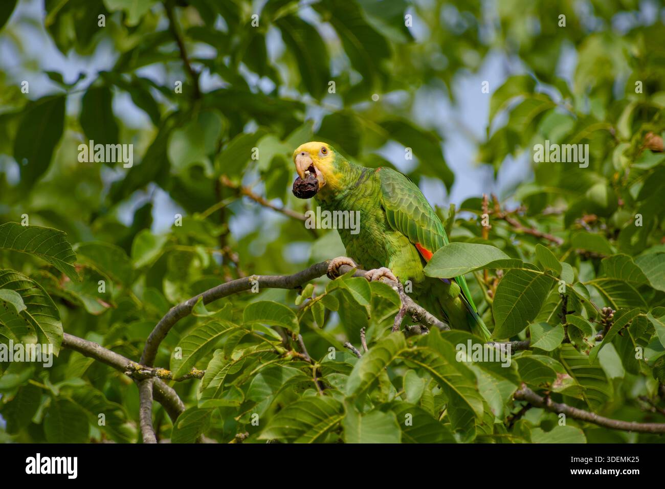 Perroquet amazonien à tête jaune mangeant des noix tout en étant perché au milieu d'un feuillage vert dense Banque D'Images