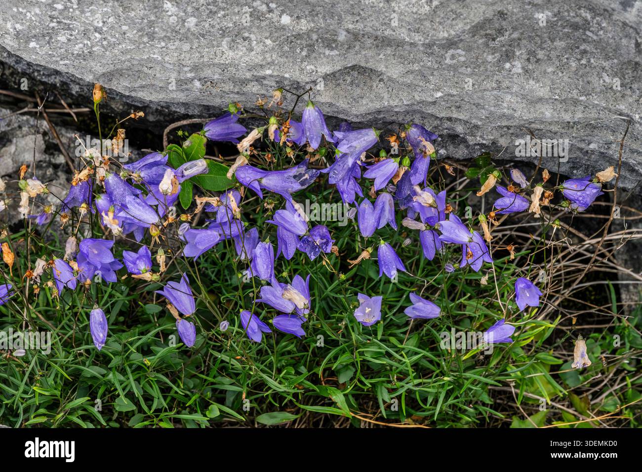 Cloches (Campanula rotundifolia) fleurissant dans des creux de solution ou des fissures dans la chaussée calcaire à Black Head, Burren, County Clare, Irlande Banque D'Images