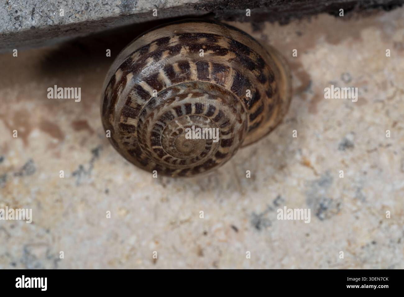 Escargot terrestre en bande de chocolat (Eobania vermiculata) sur un mur de jardin de calcaire, le Caire, Égypte Banque D'Images