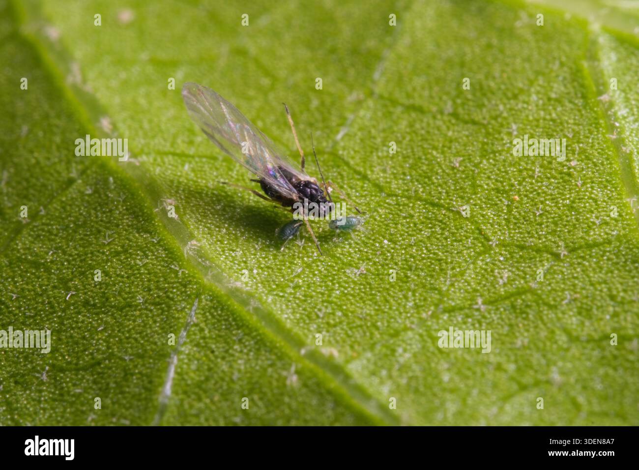 Puceron ailé adulte avec nymphes sur la face inférieure des feuilles, jardin du Caire, Égypte Aphididae. Banque D'Images
