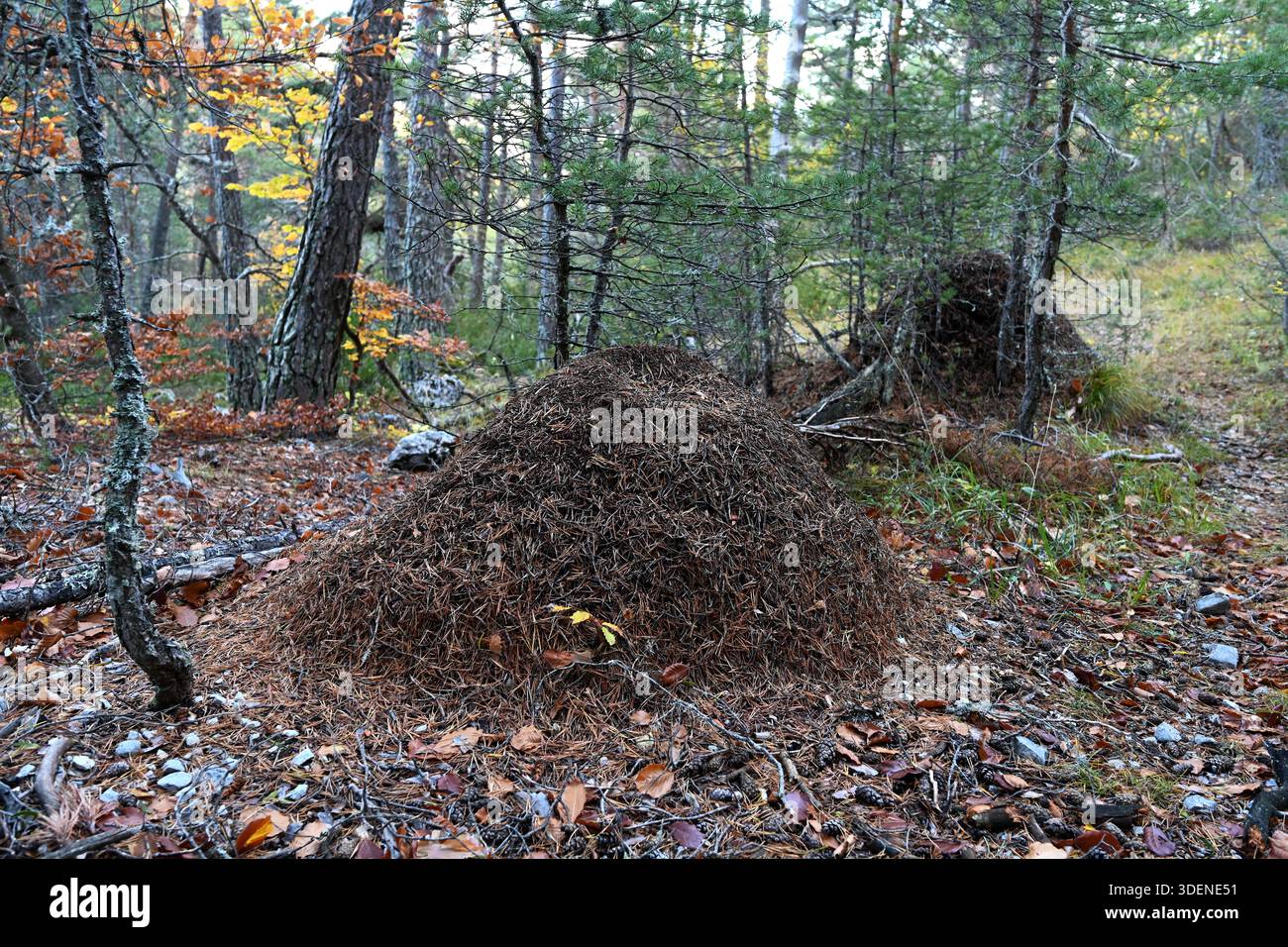 Nids de fourmis géantes, fourrières ou colonie de fourmis en forêt mixte feuillus et conifères Alpes-de-haute-Provence France Banque D'Images