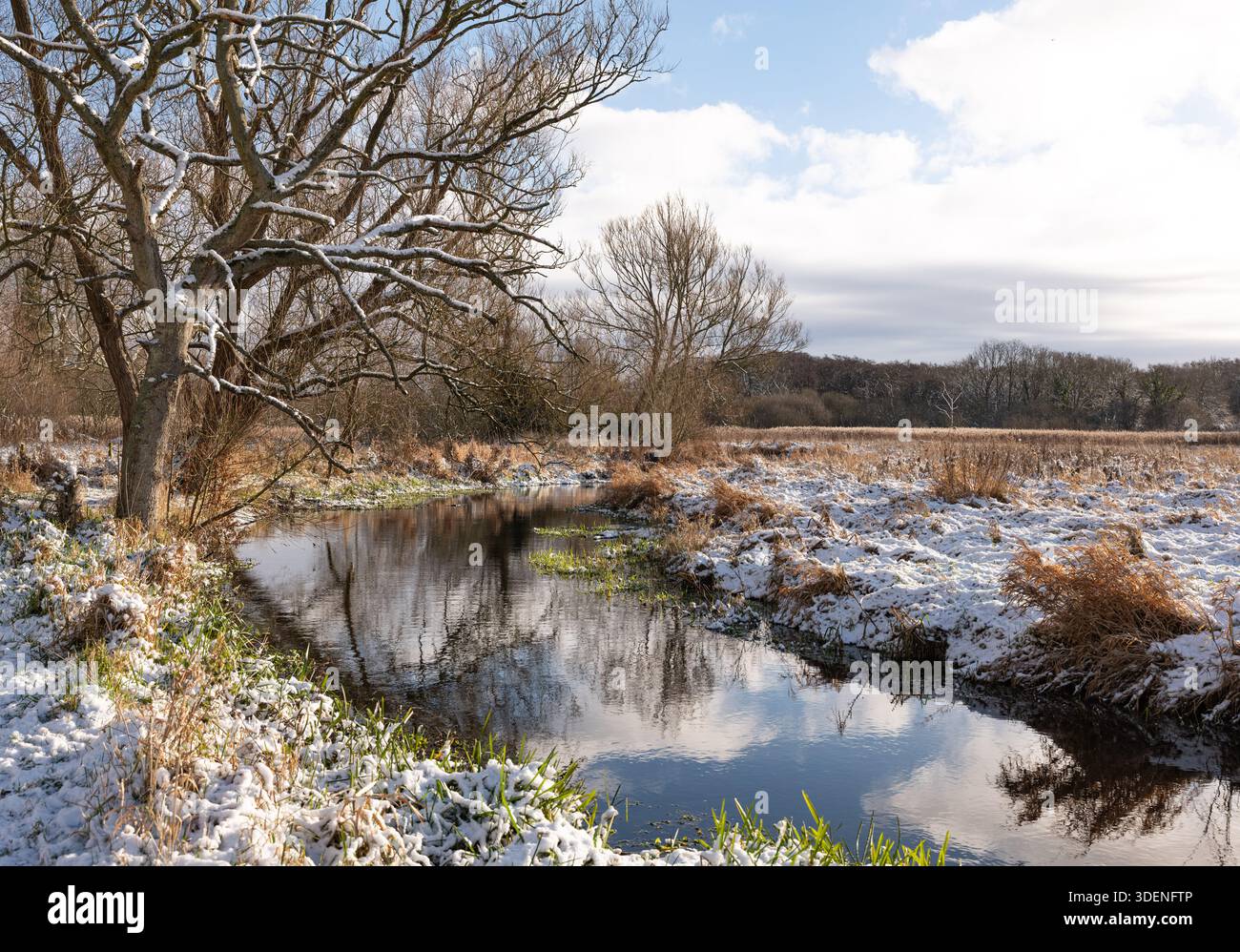 Hiver le long de la rivière Wensum Norfolk UK Banque D'Images