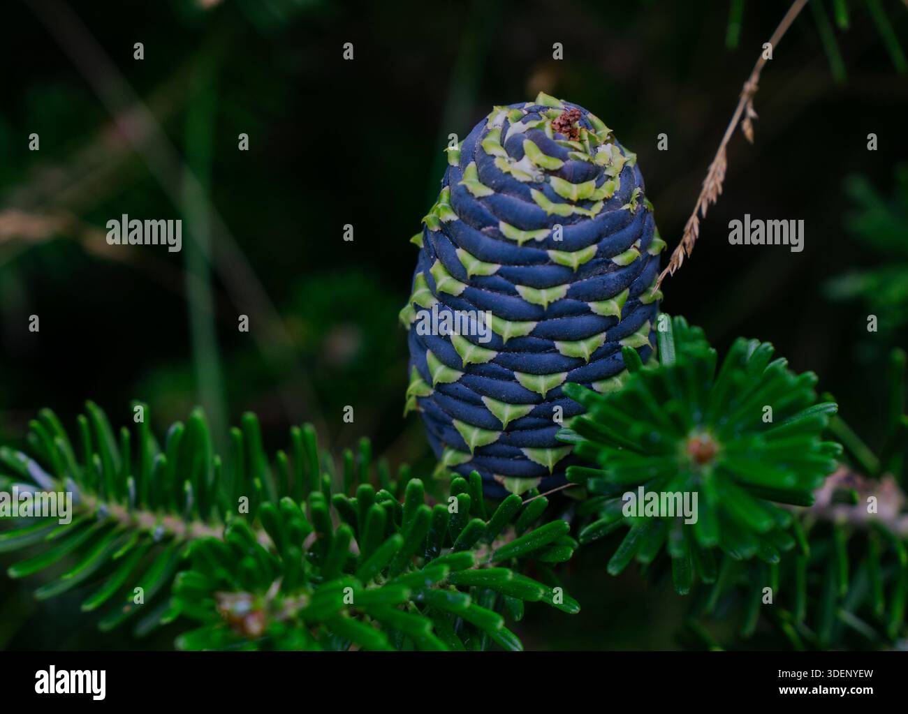 Sapin coréen avec cône bleu Banque D'Images