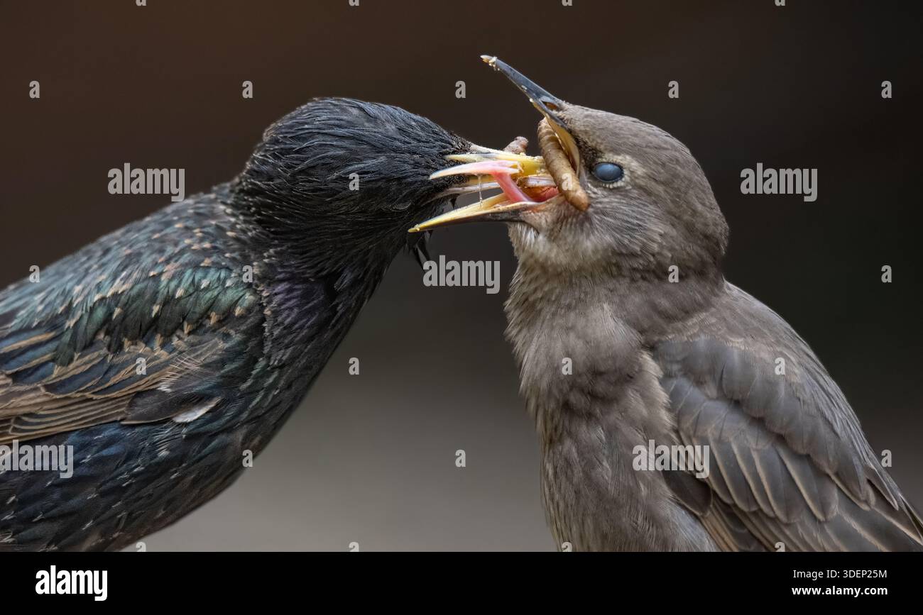 Gros plan d'un Starling (Sturnus vulgaris) adulte qui fourre des insectes dans la bouche de ses jeunes jeunes affamés, au bec large ouvert. Banque D'Images