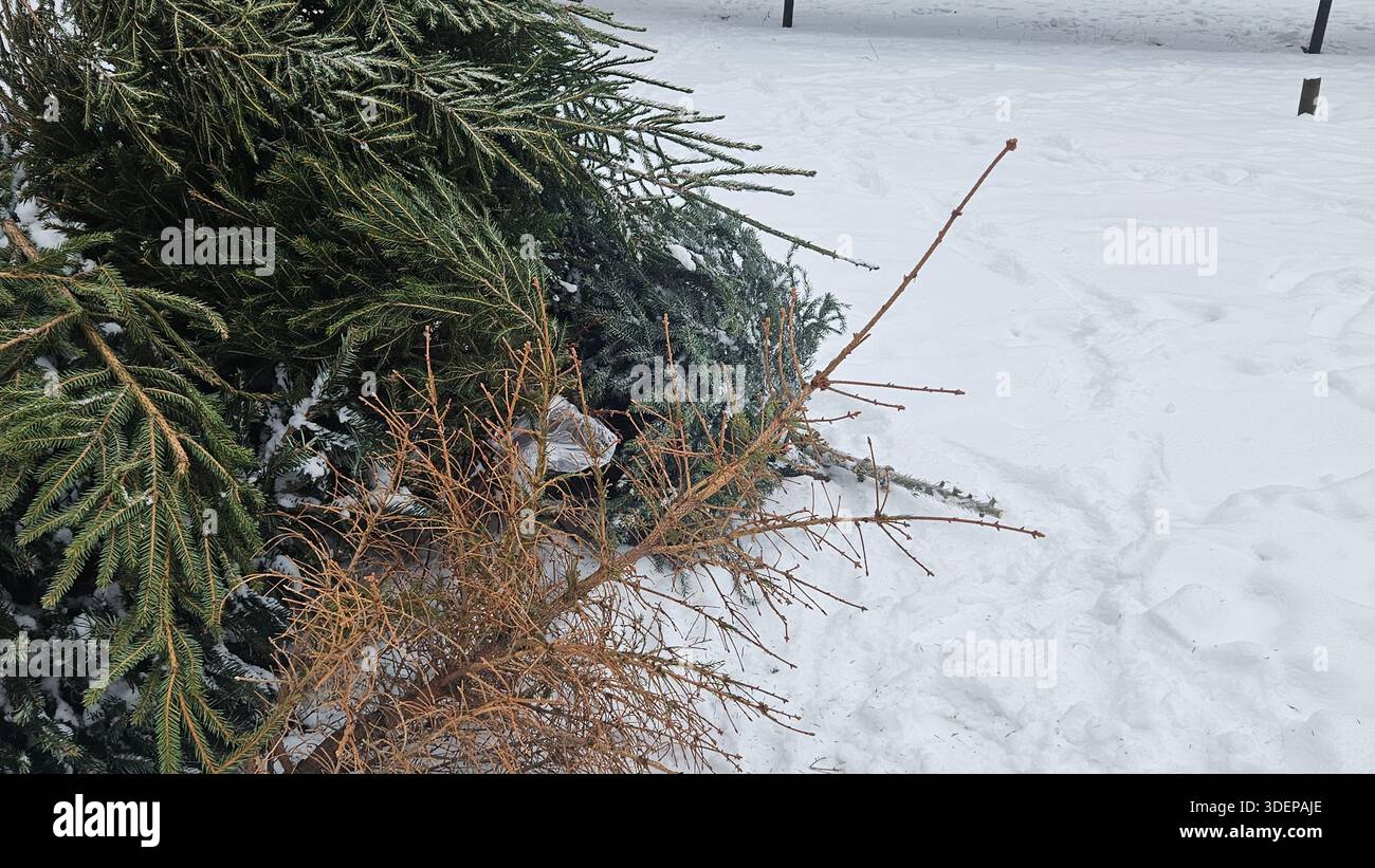 Arbres de Noël jetés après la période des fêtes - Image de stock capturée avec un smartphone