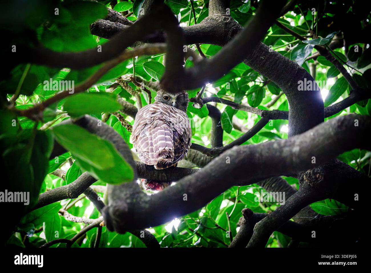 Un hibou puissant (Ninox strenua) qui perdure dans un arbre avec sa prise (peut-être un opossum) dans les jardins botaniques royaux de Sydney, en Australie. Banque D'Images