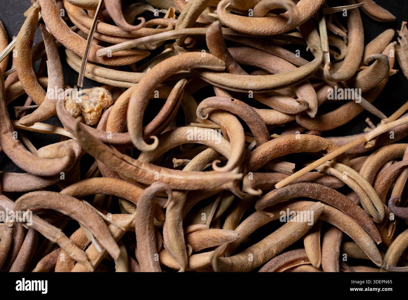 Prosopis Cineraria Seed Pods Natural Ghaf Tree Herbal Spice Banque D'Images