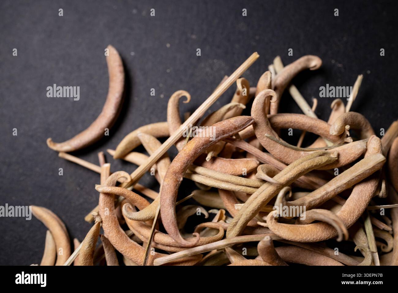 Prosopis Cineraria Seed Pods Natural Ghaf Tree Herbal Spice Banque D'Images