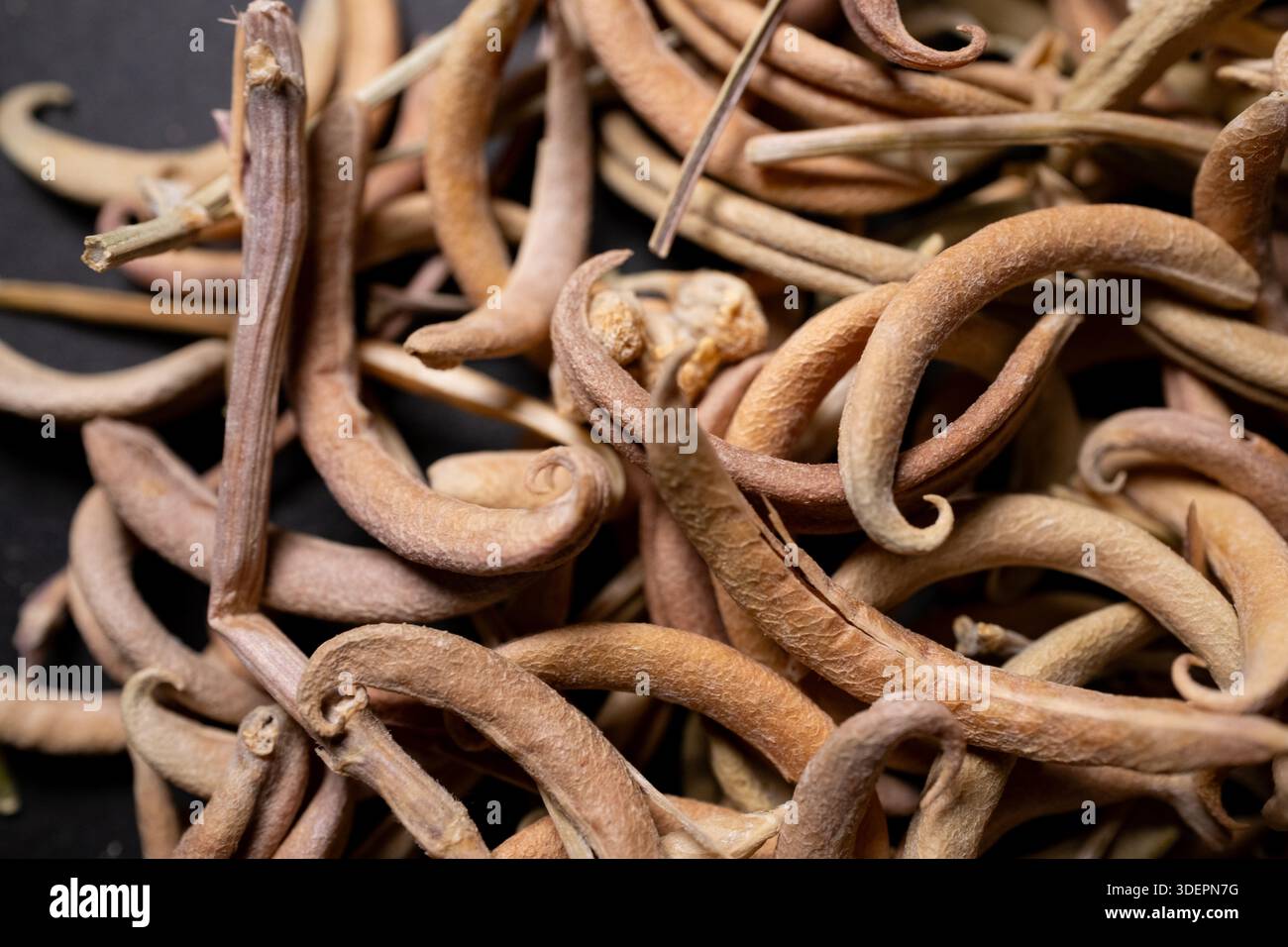 Prosopis Cineraria Seed Pods Natural Ghaf Tree Herbal Spice Banque D'Images