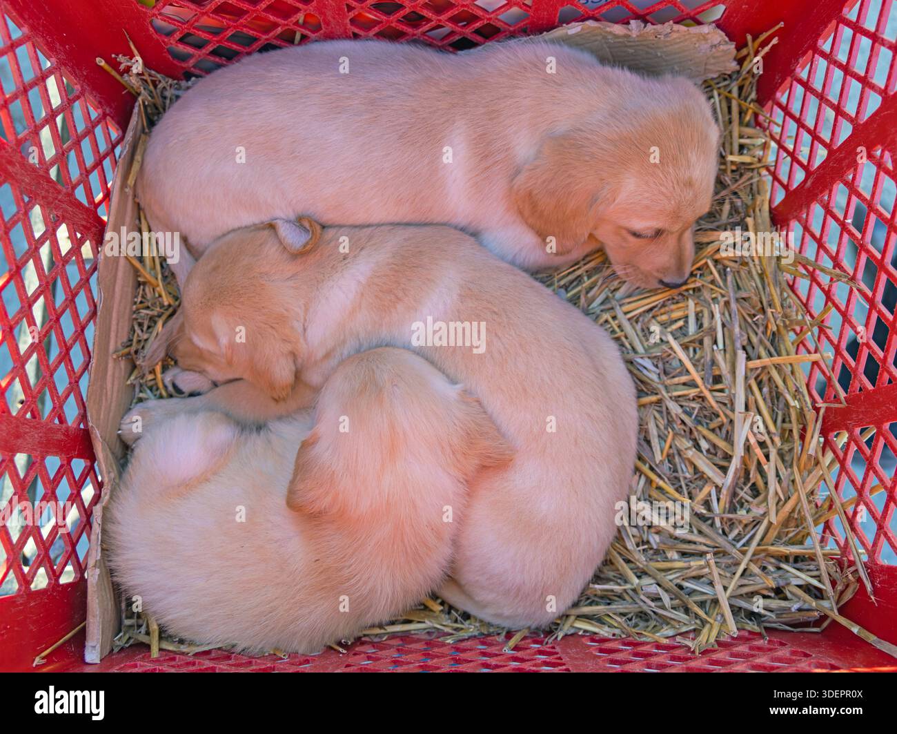 Nouveau-né Labrador Retriver chiots chien animal dans le panier Banque D'Images