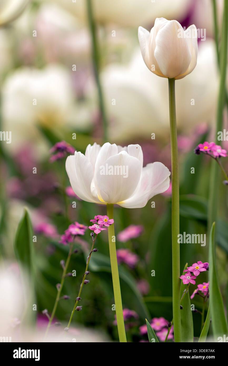 Tulipes blanches dans le jardin Banque D'Images