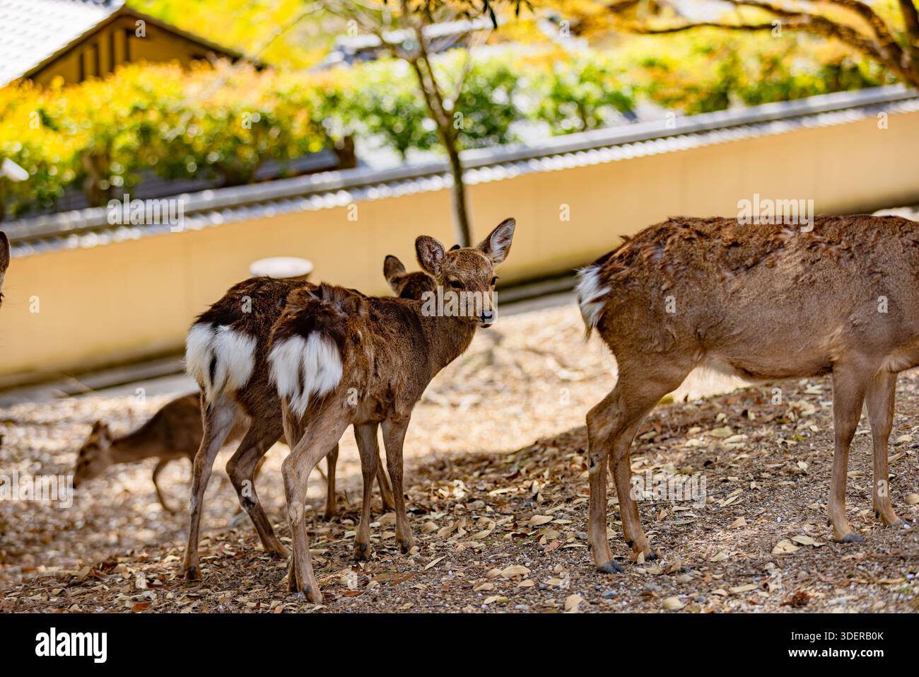 Cerfs dans le parc de Nara, préfecture de Nara Banque D'Images