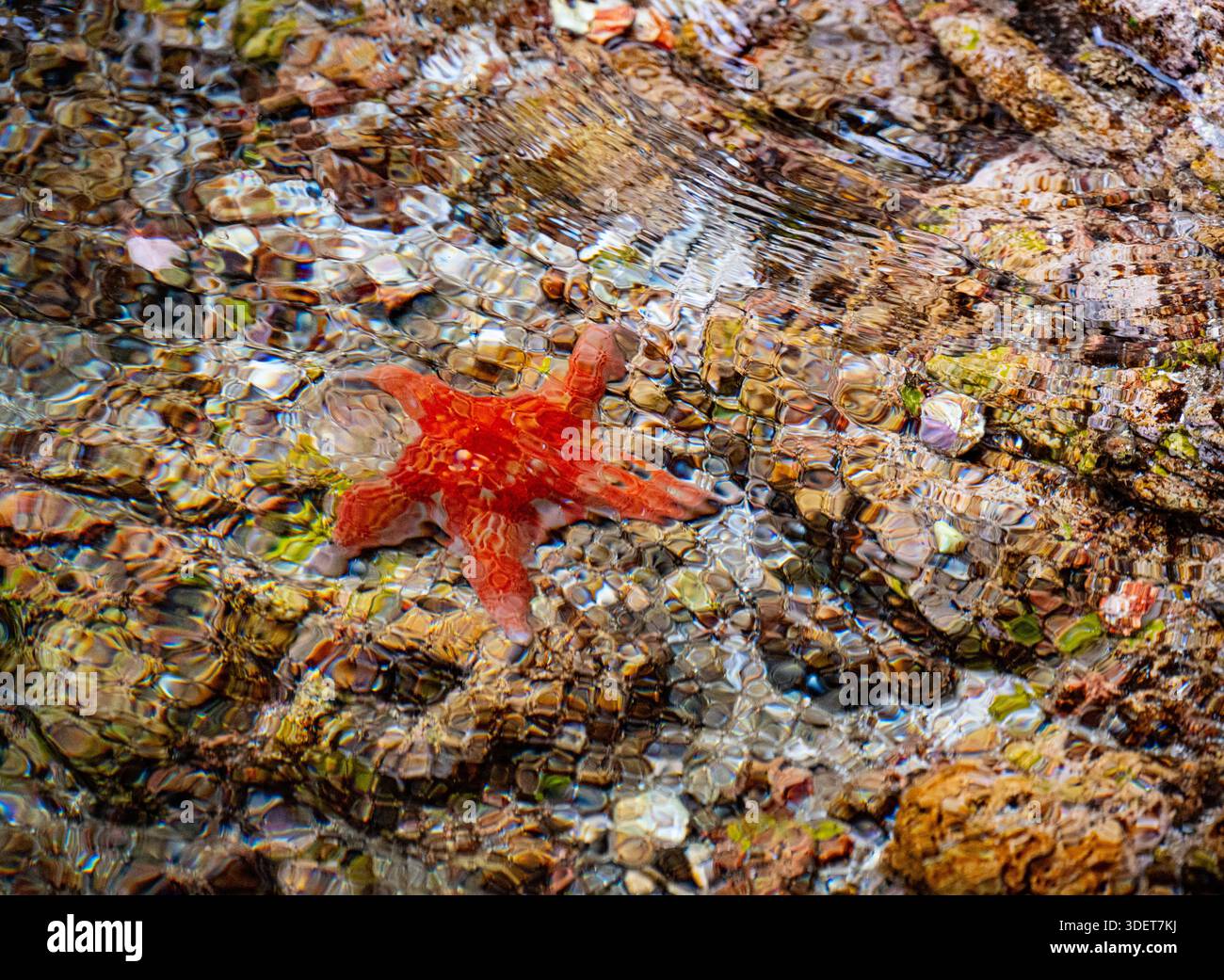 Étoile de mer rouge sous l'eau avec ondulation résumé, Haida Gwaii, Colombie-Britannique, Canada. Banque D'Images