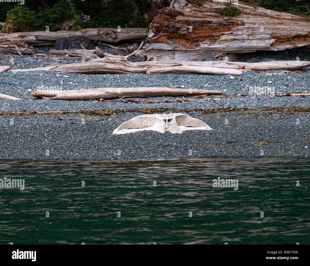 Un grand crâne de baleine altérée reste partiellement enfoui dans des galets gris et des débris côtiers sur une plage sauvage éloignée. Banque D'Images