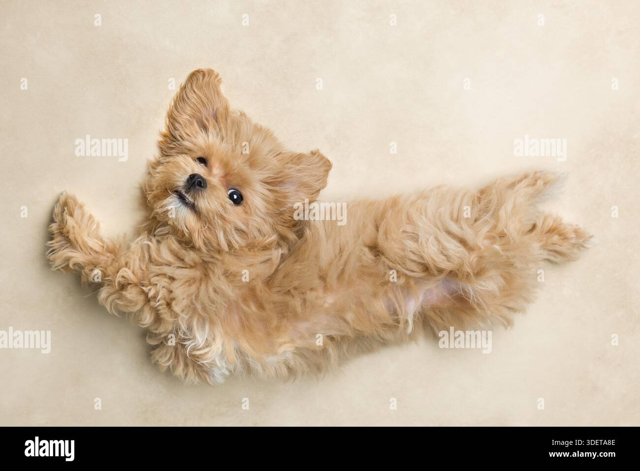 Adorable petit chien maltipoo de 10 semaines qui est une race mixte de maltais et caniche jouet Banque D'Images