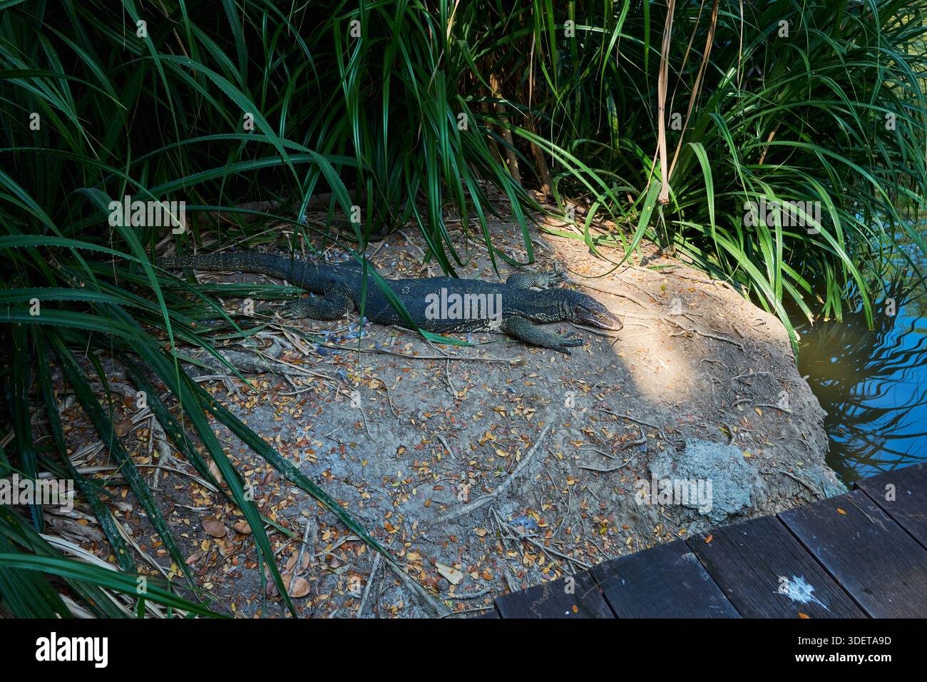 Lézard de surveillance de l'eau asiatique (Varanus salvator) reposant sur une rive sablonneuse à côté de la végétation tropicale en Thaïlande. Banque D'Images