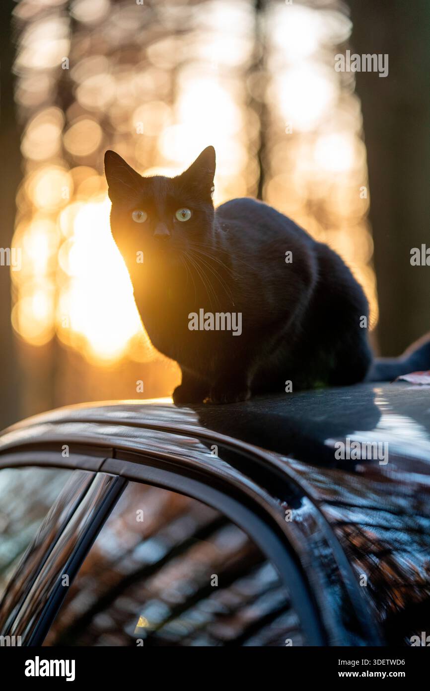 chat noir assis sur le toit d'une voiture Banque D'Images