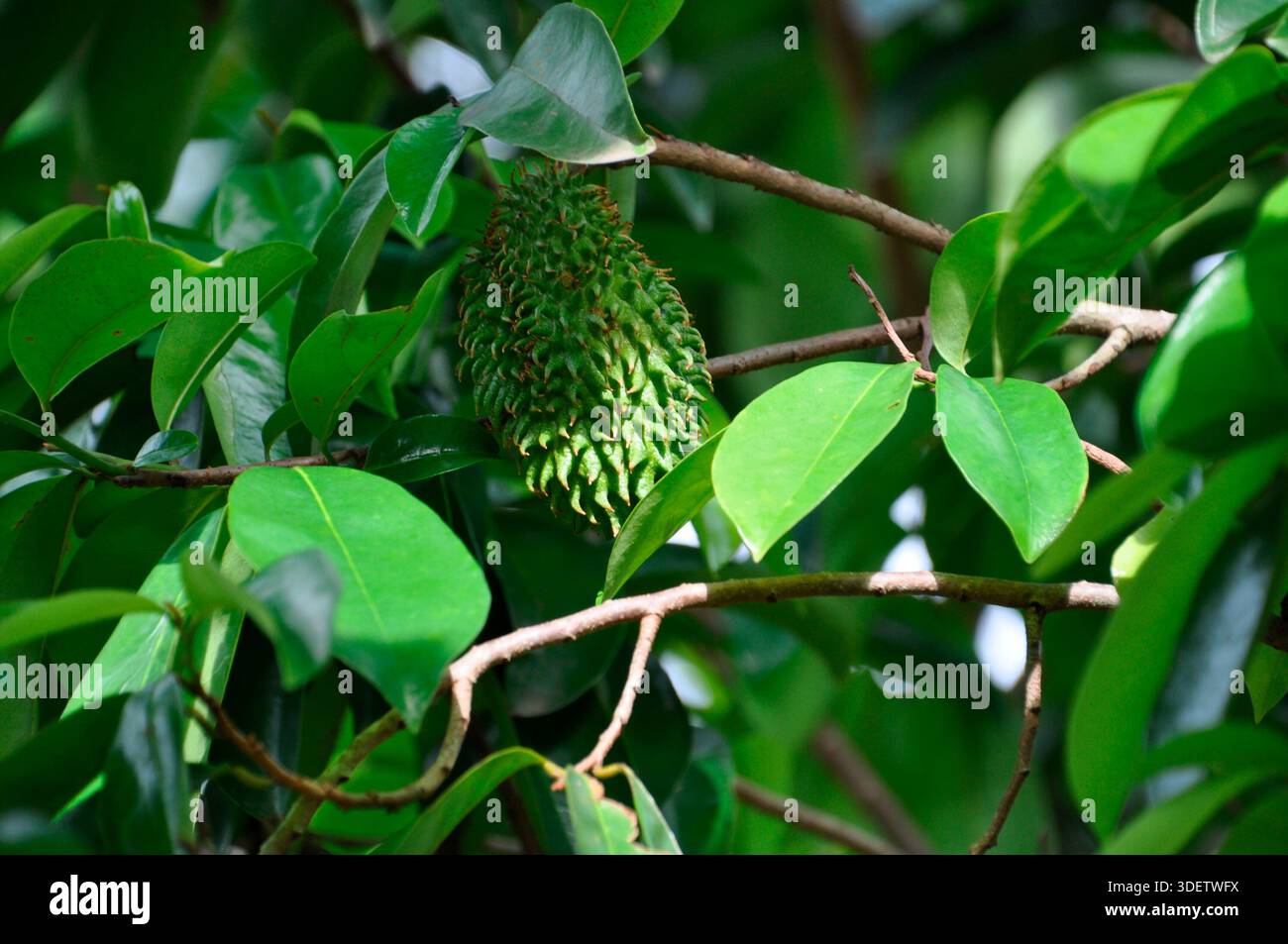 Canon à piqûres - Annona muricata Banque D'Images