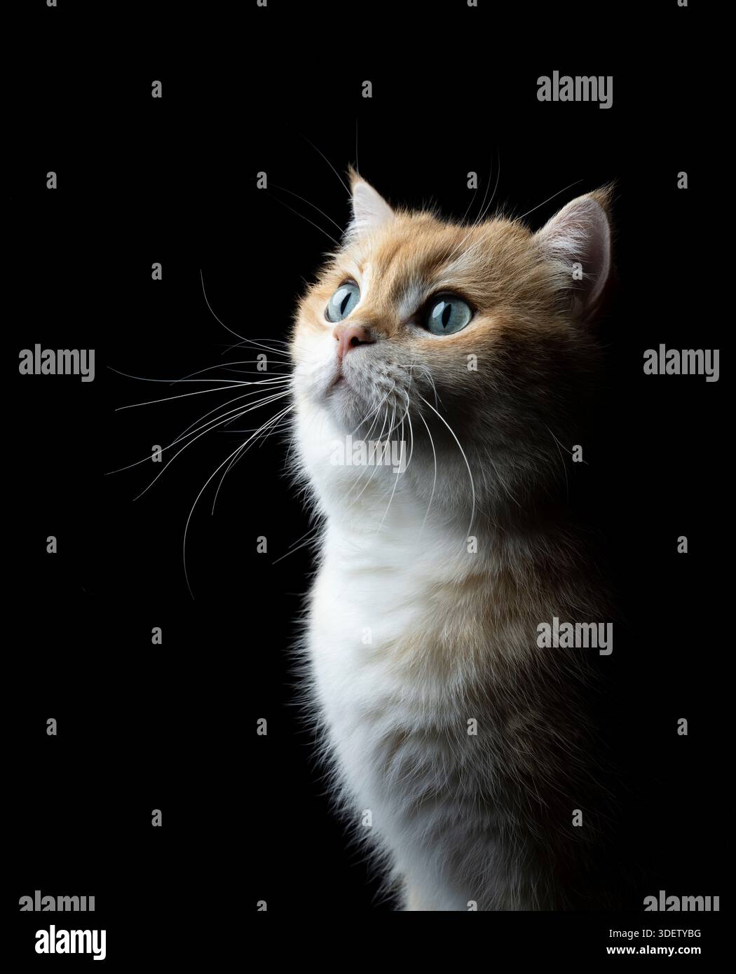 vue de trois-quarts du chat britannique doré court ombré sur fond noir Banque D'Images