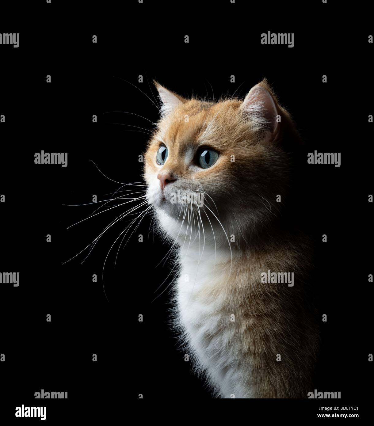 vue de trois-quarts du chat britannique doré court ombré sur fond noir Banque D'Images