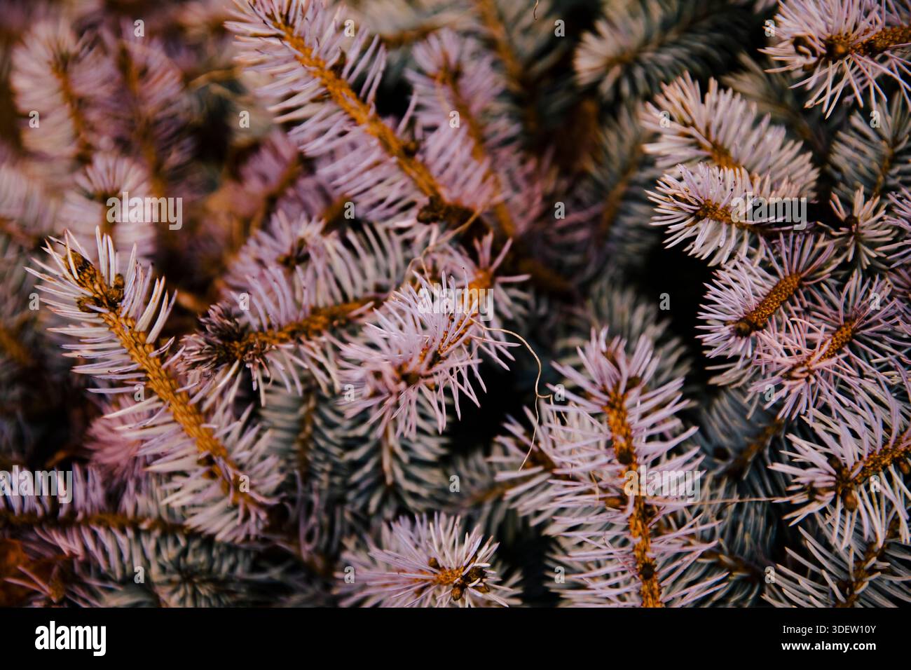 Macro détaillée des aiguilles de pin de couleur violette Banque D'Images