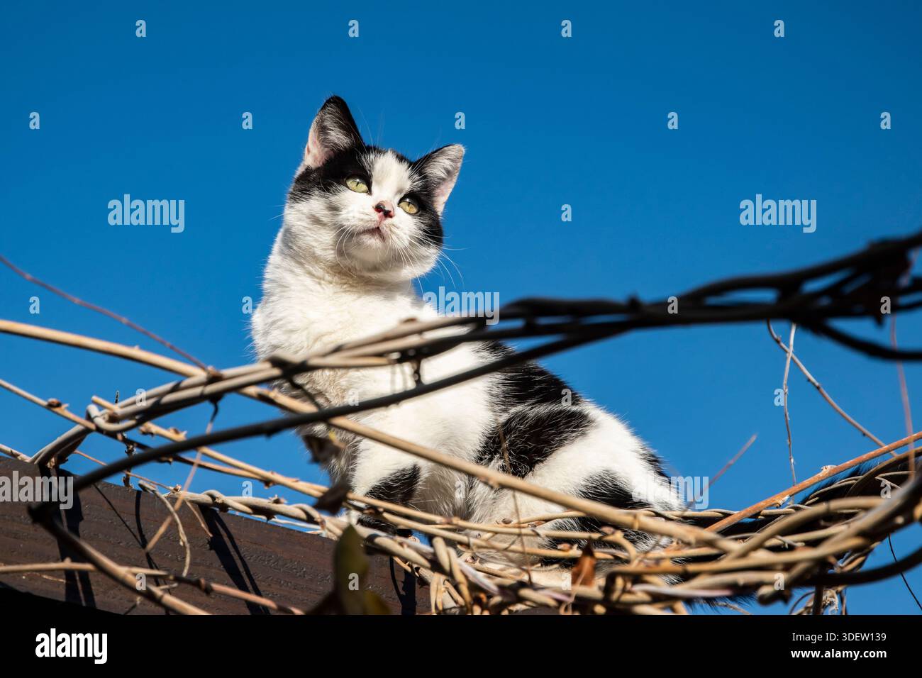 Jeune chaton curieux debout sur un treillis de vigne, regardant à travers les branches contre le ciel bleu clair d'hiver Banque D'Images