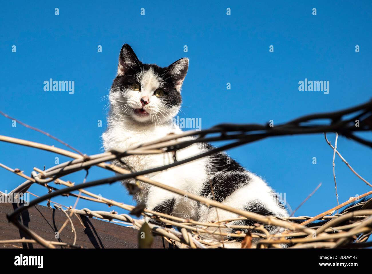 Jeune chaton curieux debout sur un treillis de vigne, regardant à travers les branches contre le ciel bleu clair d'hiver Banque D'Images