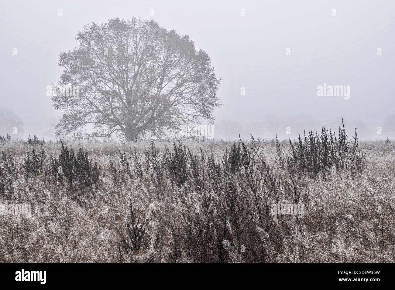 Chêne automnal avec dernières feuilles dans un brouillard épais Banque D'Images